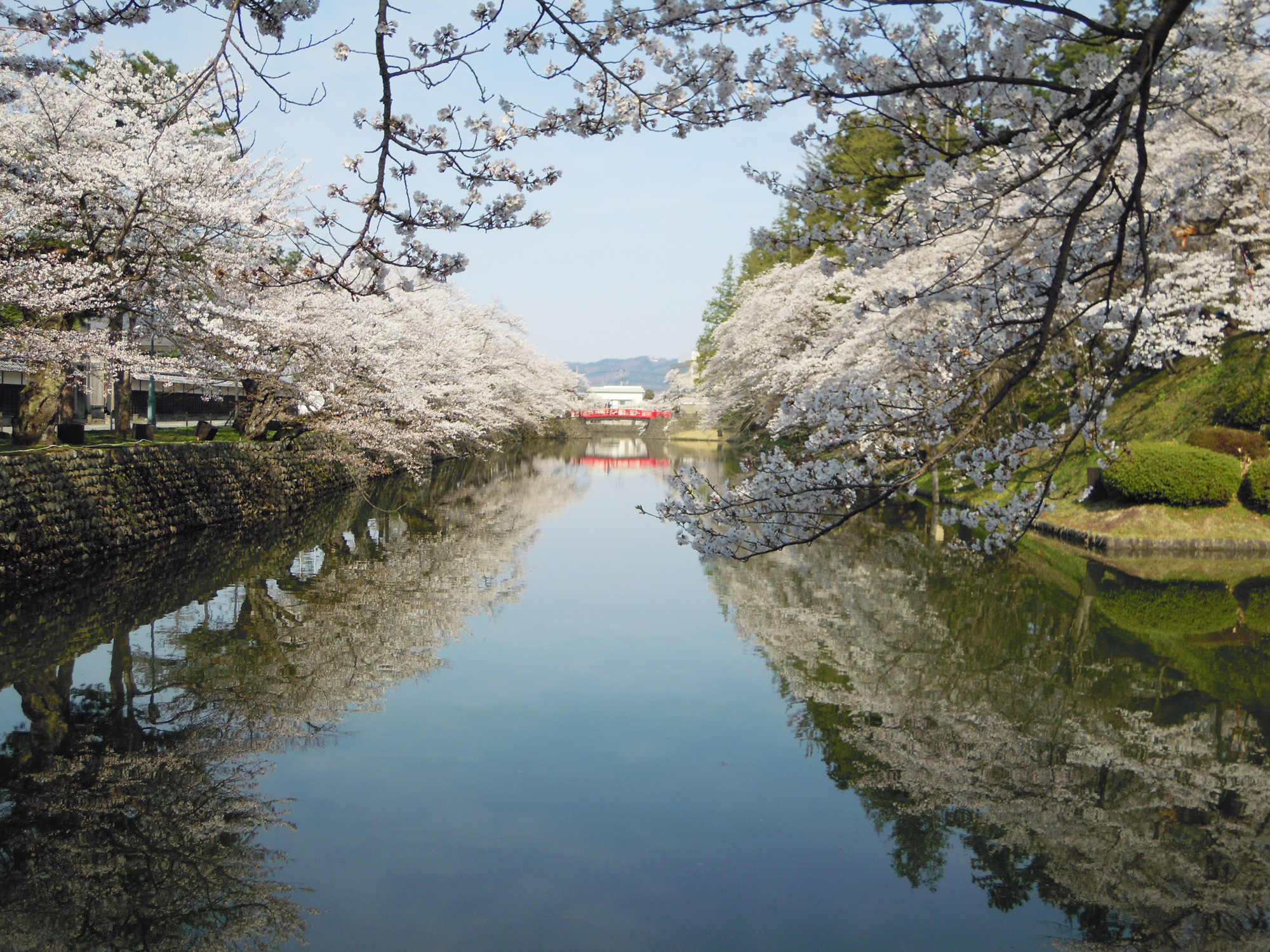09-松が岬公園桜